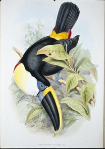 Cuviers tukan (Ramphastos Cuvieri) (handfärgad litho)