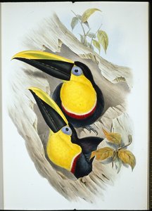 Tukan (Ramphastos Ambiguus) (handkolorerad litografi) av John (after) Gould