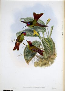Ecuadorian Rainbow (Diphagane Hesperus) (handfärgad litho) av John (after) Gould