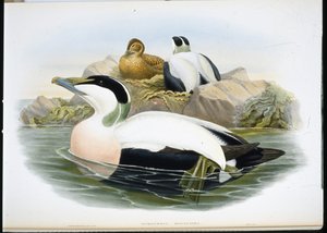 Ejderanka (Somateria Mollissima) (handfärgad litho) av John (after) Gould