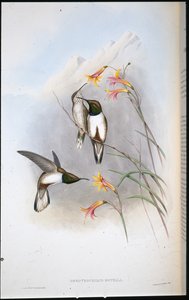 Estellas kullstjärna kolibri (Oreotrochilus Estella) (handfärgad litho) av John (after) Gould