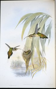 Eurynome Eremit (Phaethornis Eurynome) (handfärgad litho) av John (after) Gould