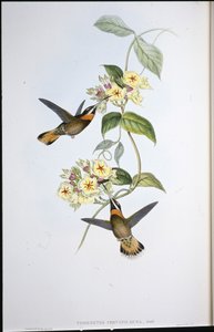 Fawn-tailed hullinghals-kolibri (Threnetes Cervinicauda) (handfärgad litho) av John (after) Gould