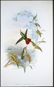 Avocettula Recurvirostris (handkolorerad litografi) av John (after) Gould