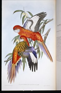 Eldig parakit (platycercus ignitus) (handfärgad litho)