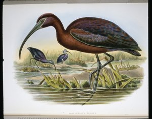 Blank stenbock (Falcinellus Igneus) (färgad gravyr) av John (after) Gould