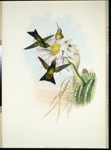 Glödande puffben (Eriocnemis Dress) (handfärgad litho) av John (after) Gould