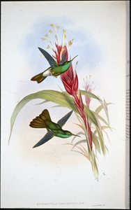 Guldstjärtad plumeleteer (Hypuroptila Urochrysia) (handfärgad litho) av John (after) Gould