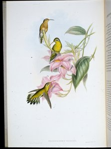 Guldstrupig kolibri (Chryso Bronchus Virescens) (handfärgad litho) av John (after) Gould