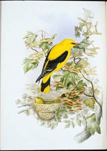 Gullspov (Oriolus Galbula) (handkolorerad litografi) av John (after) Gould