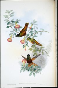 Golden star-frontlet (Helianthea Eos) (handfärgad litho) av John (after) Gould