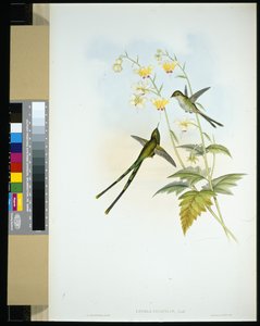 Graciös tågbärare (lesbia gracilis) (handfärgad litho) av John (after) Gould
