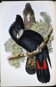 Stor näbbkakadua (Calyptorhynchus Macrorhynchus) (handfärgad litho) av John (after) Gould