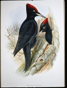 Stor svart hackspett (Dryocopus Martius) (handfärgad litho)