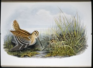 Stor snipa (Gallinaco Major) (handfärgad litho) av John (after) Gould