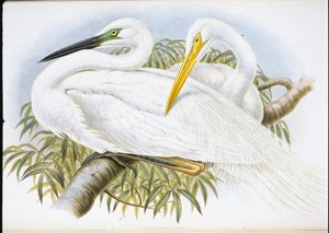 Stor vit häger (Herodias Alba) (handfärgad litho) av John (after) Gould