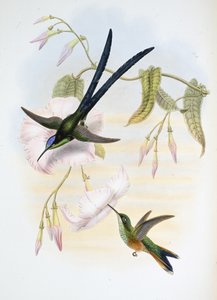 Stor gaffelstjärtad kolibri (Hylonymphia Macrocerca) (handfärgad litho) av John (after) Gould
