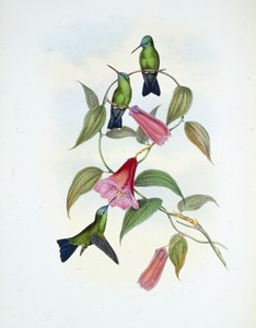 Grön och blå safir (eucephala smaragdocaerulea) (handfärgad litho) av John (after) Gould