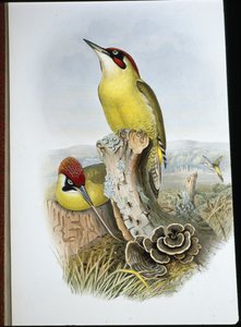 Grön hackspett (Gecinus Viridis) (handfärgad litho) av John (after) Gould