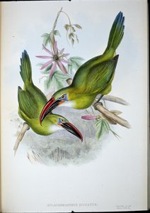 Groove-Bill Toucan (Aulacorhamphus Sulcatus) (handfärgad litho) av John (after) Gould