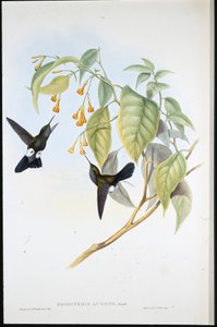 Hoary Puff-leg (Eriocnemis Lugens) (handfärgad litho) av John (after) Gould