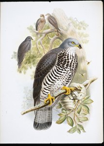 Honungsvråk (Pernis Apivorus) (handfärgad litho)