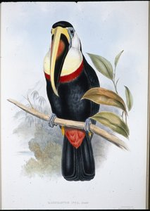 Inca Tucan (Ramphastos inica) (handfärgad litho) av John (after) Gould