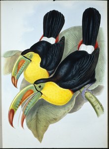 Kölnäbbad tukan (Ramphastos Carinatus) (handfärgad litho)