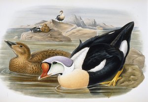 King Duck (Somateria Spectabilis) (handfärgad litho)