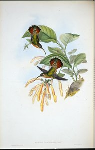 Lancelolate Eremit (Glaucis Lanceolata) (handfärgad litho) av John (after) Gould