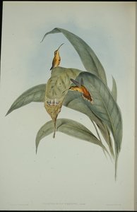 Lilla eremiten (Phaethornis eremita) (handfärgad litho) av John (after) Gould