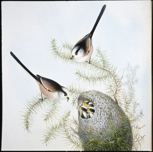 Långsvansmes (Mecistura Caudata) (handfärgad litho) av John (after) Gould