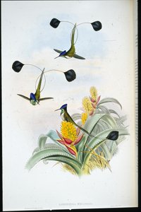 Underbar kolibri (Loddigesia Mirabilis) (handfärgad litho) av John (after) Gould