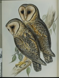 Maskerad kattuggla (Strix Personata) (handfärgad litho) av John (after) Gould