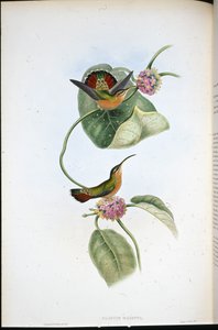 Mazeppa Eremit (Glaucis Mazeppa) (handfärgad litho) av John (after) Gould