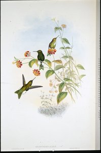 Metallisk puffben (Eriocnemis Alinae) (handfärgad litho) av John (after) Gould