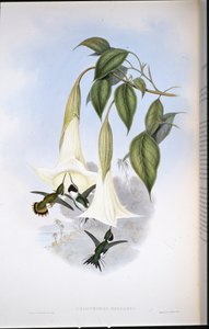 Mulsants skogsstjärna (Calothorax Mulsanti) (handkolorerad litho) av John (after) Gould