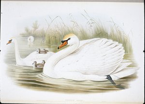 Mute Swan (Cygnus Olor) (handfärgade medlemmar) av John (after) Gould