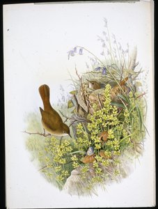 Nightingale (handfärgad litho) av John (after) Gould