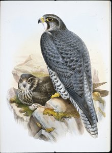 Norsk eller Gyrfalcon Falcon (Falco Gyrfalco) (handfärgad litho)