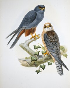 Hobby med orange ben (Erythropus Vespertinus) (handfärgad litho) av John (after) Gould