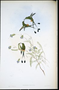 Peruansk racket-svans (Spathura Peruana) (handfärgad litho) av John (after) Gould