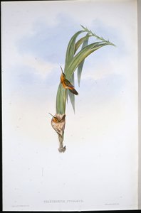 Pigmy Eremit (Phaethornis Pygmaeus) (handfärgad litho) av John (after) Gould