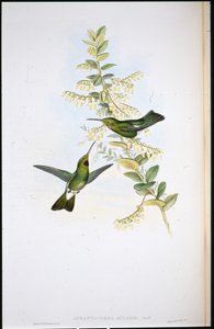 Loppstrupig kolibri (Aphantochroa Gularis) (handfärgade lemmar) av John (after) Gould