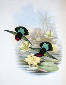 Purpurbröst Carib (Eulampis Jugularis) (handfärgad litho)