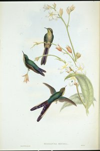 Lila-tailed Comet kolibri (Sparganura Glyceria) (handfärgad litho) av John (after) Gould