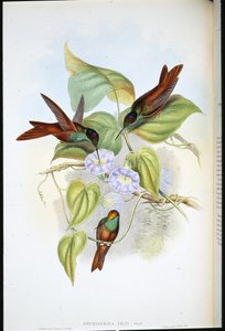 Regnbåge (Diphogena Iris) (handfärgad litho) av John (after) Gould