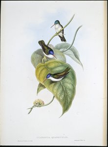 Rödnäbbad Azur-krona (Cyanomyia Quadricolor) (handfärgad litho) av John (after) Gould