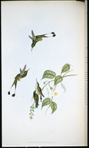 Rödstövlad Racket-tail (Spathura Rufocaligata) (handfärgad litho) av John (after) Gould