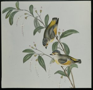 Röd-lored Pardalote (pardalotus rubricatus) (handfärgad litho) av John (after) Gould